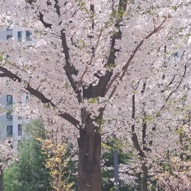 Profile image of 김여우