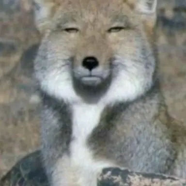 Profile image of 여우