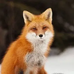 Profile image of 여우