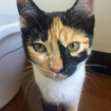 Profile image of Kit