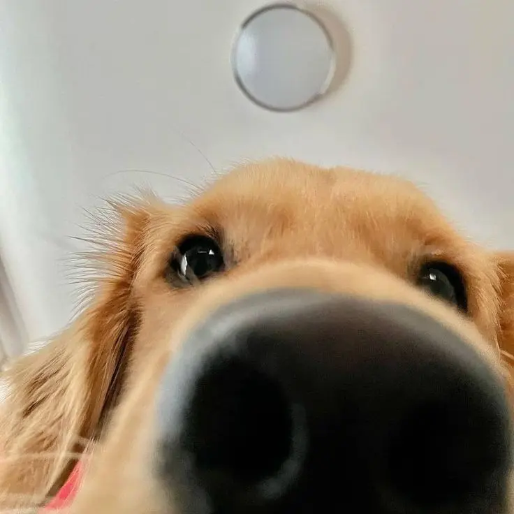 GiddyLynx3599의 오숀