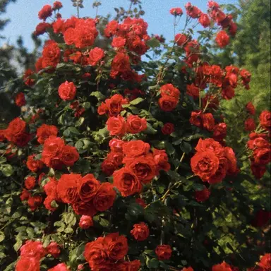 Profile image of 라더