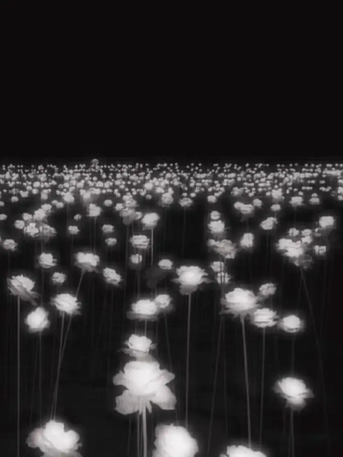 Yes_so_what의 하얀 꽃밭