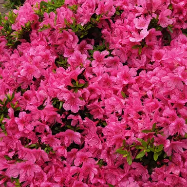 Profile image of 파피