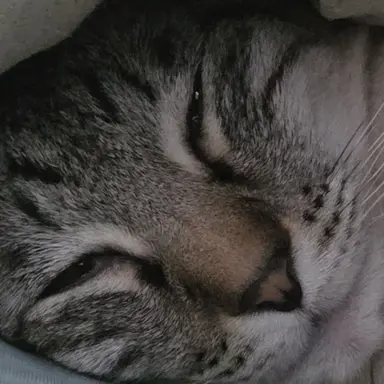 Profile image of 여우 블루베리 쿠키