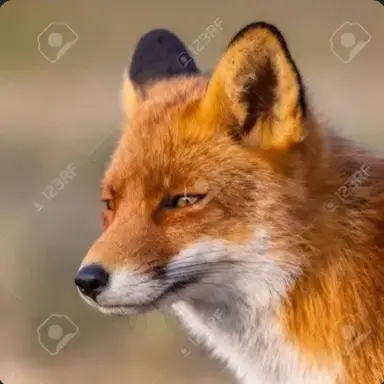 Profile image of 여우
