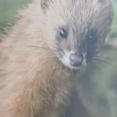 Profile image of 키코루