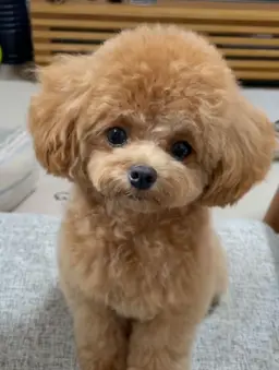 Profile image of 노노