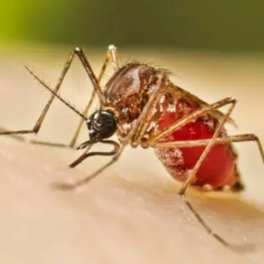 Profile image of 모기