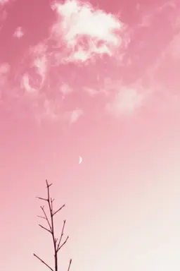 Profile image of 채밤비
