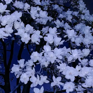 Profile image of 파이브