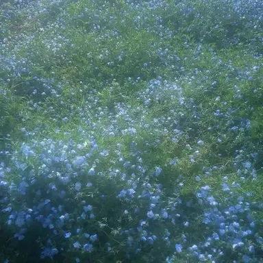 Profile image of 행크