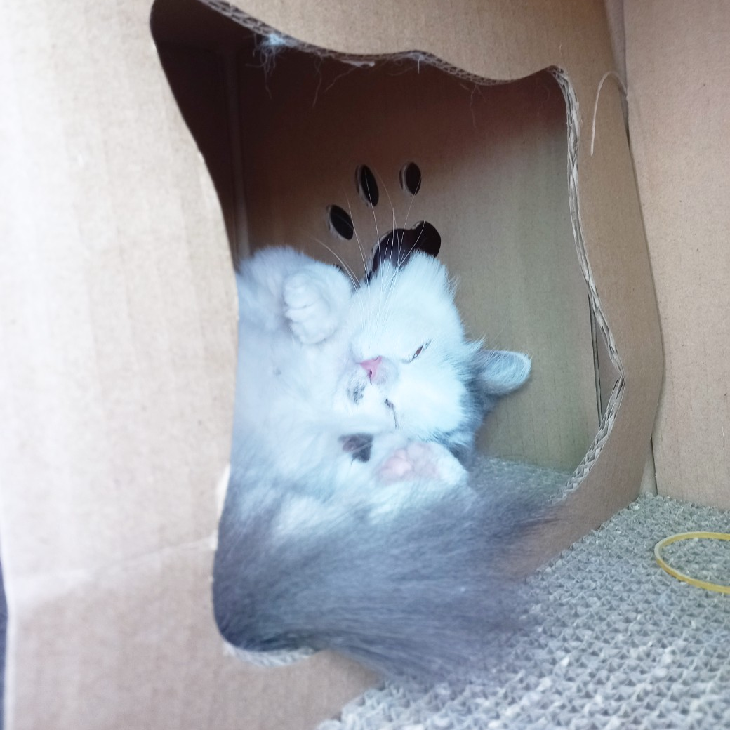 흰냥이 대표 이미지