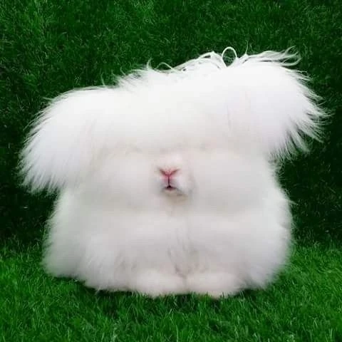 고죠뚱끼