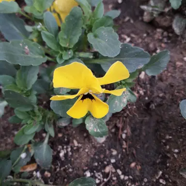 Profile image of 강민호