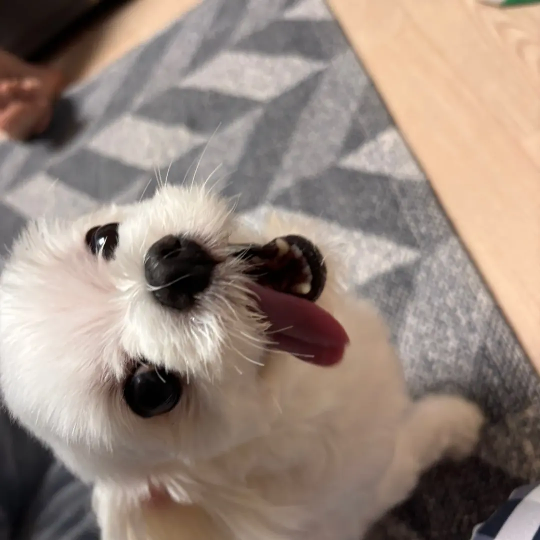 GrassyNiece6678의 44교시에 여우가?