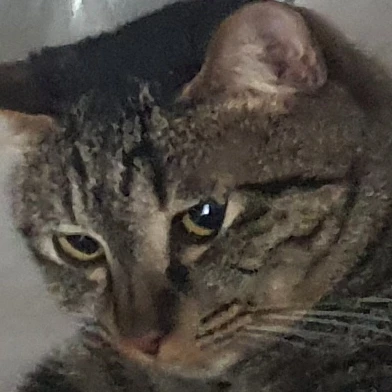 냥이