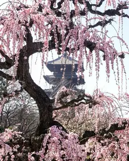 Profile image of Kanao