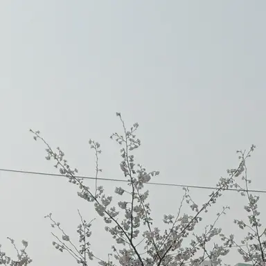 Profile image of 여우