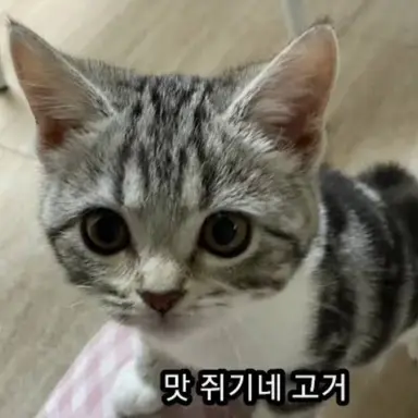 Profile image of 레오