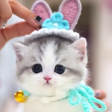 Profile image of 코코