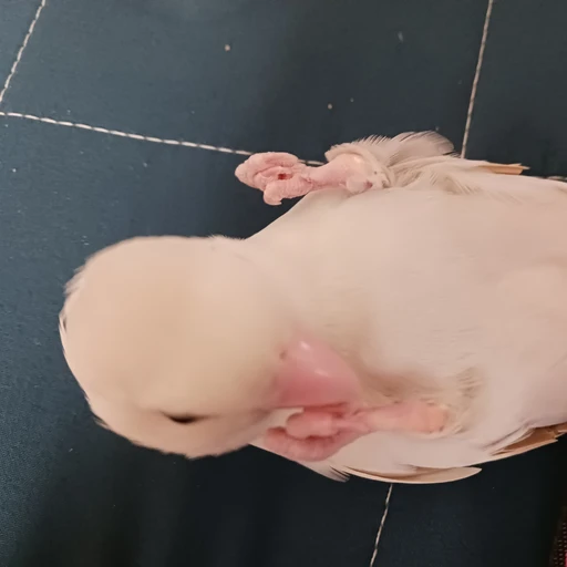 앵무세키우기 시뮬레이션
