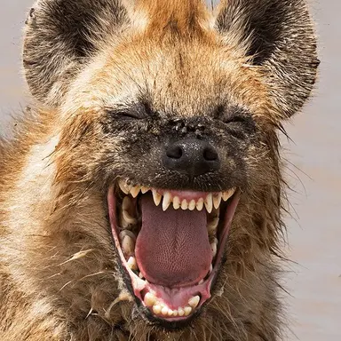 Profile image of 하이에나