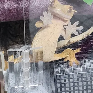 Profile image of 마룡