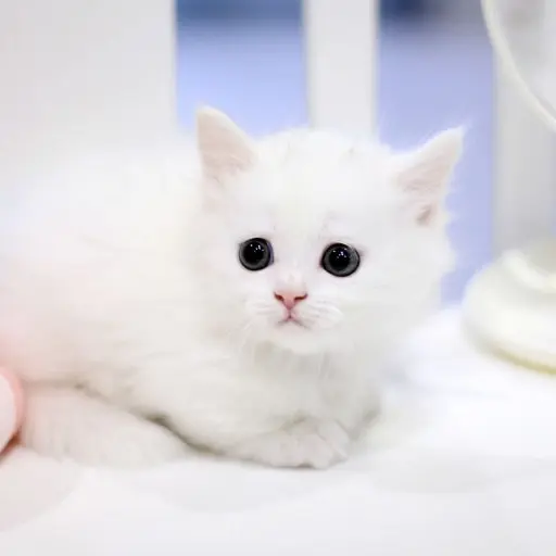 JoyfulBond2623의 아기고양이 크림이