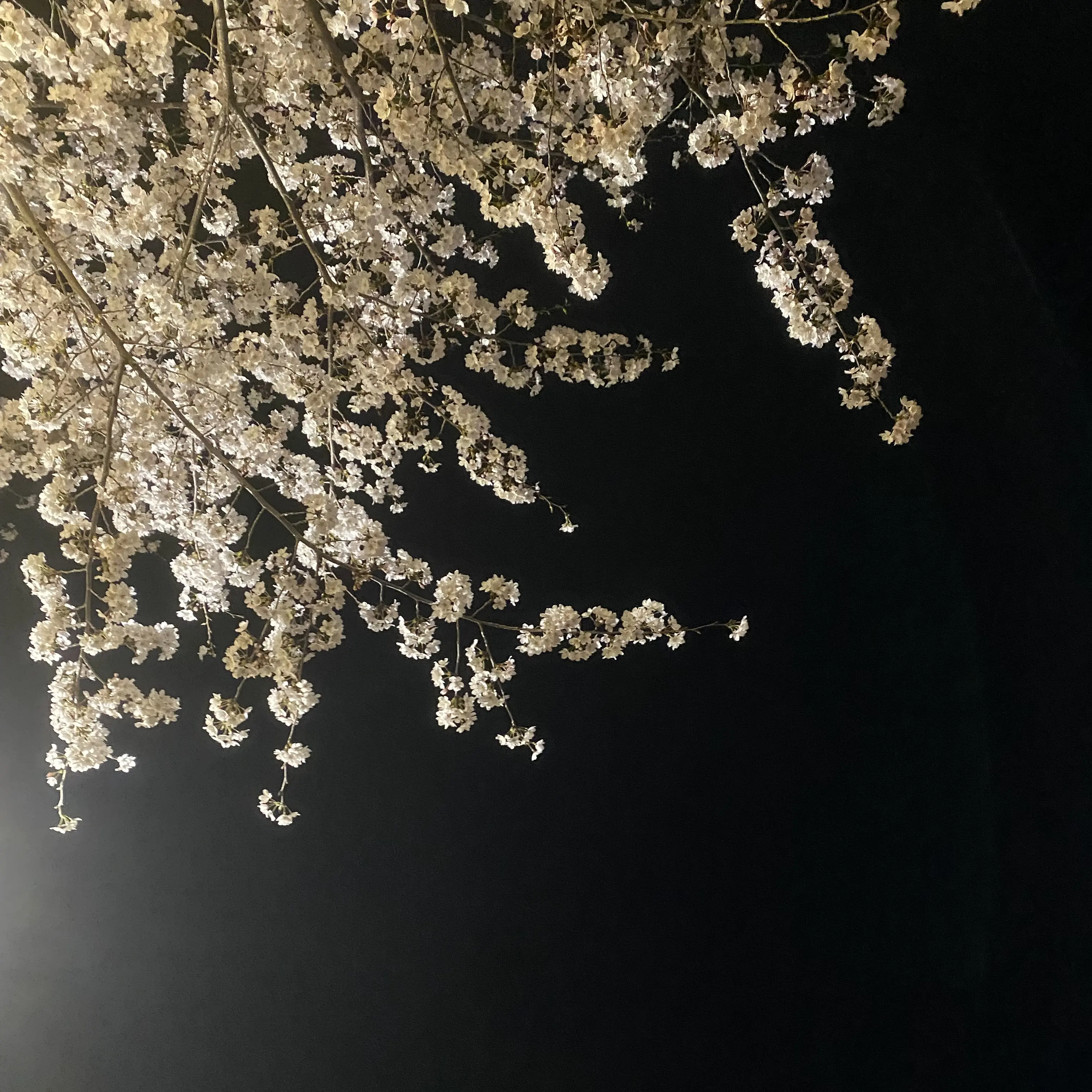 SharpHill9569의 에스파의 맏언니가 되어보세요!!