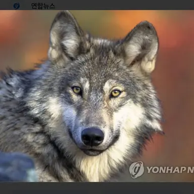 Profile image of 이늑대