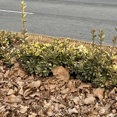 Profile image of 덕개