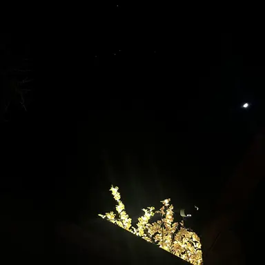 Profile image of 공룡