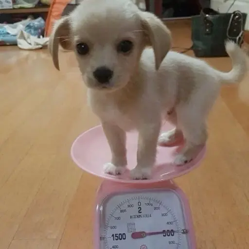 GGOJILSU_GAEJOTA의 강현우