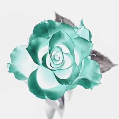 Profile image of 청마플