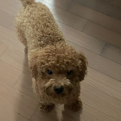 하찮은 멍멍이의 놀이세상