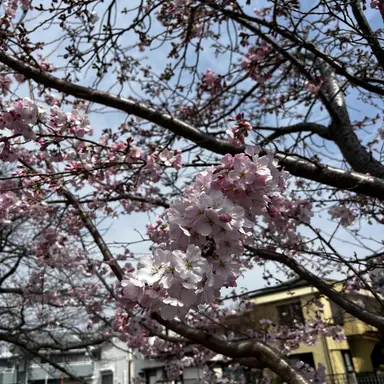 Profile image of 季節ネコ達