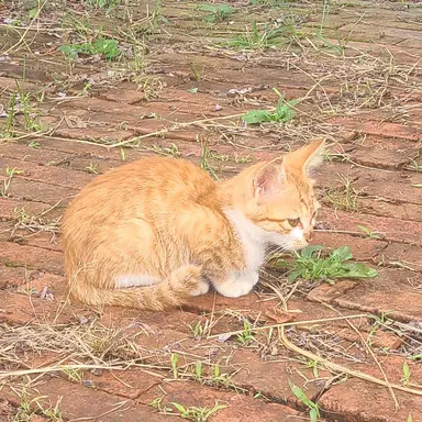 Profile image of 의문의 혈귀