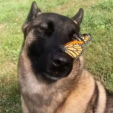 Profile image of Pets