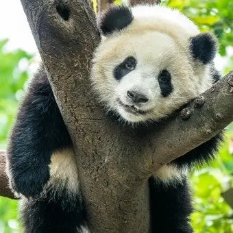 Profile image of 판다