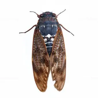 Profile image of 매미