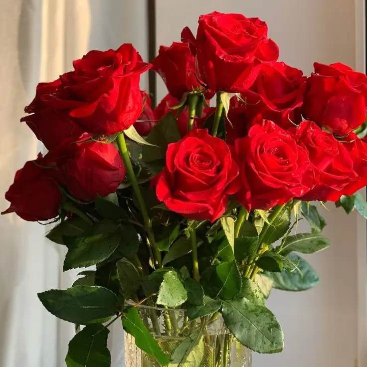 gelgel_ii의 바로 쇼에이