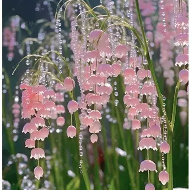 Profile image of 밥풀