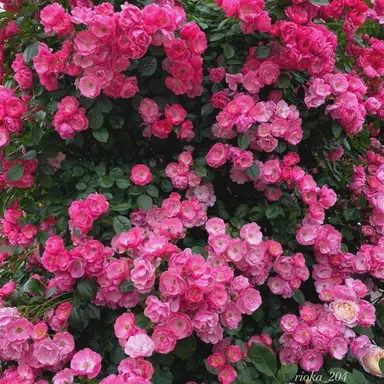 Profile image of 知念侑李
