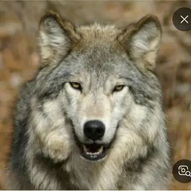 Profile image of 늑대