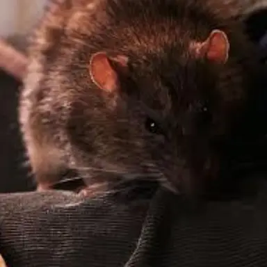 Profile image of 피터 페티그루