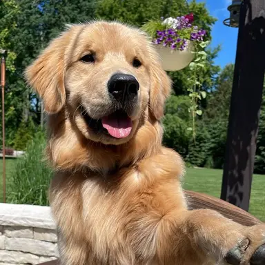 Profile image of Amber
