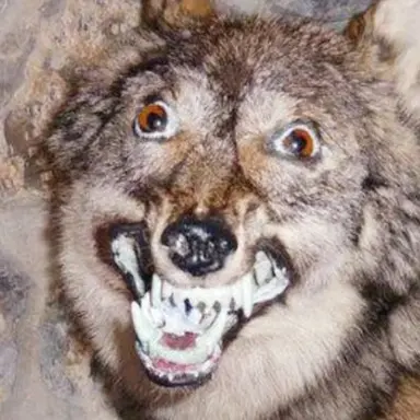 Profile image of 늑대