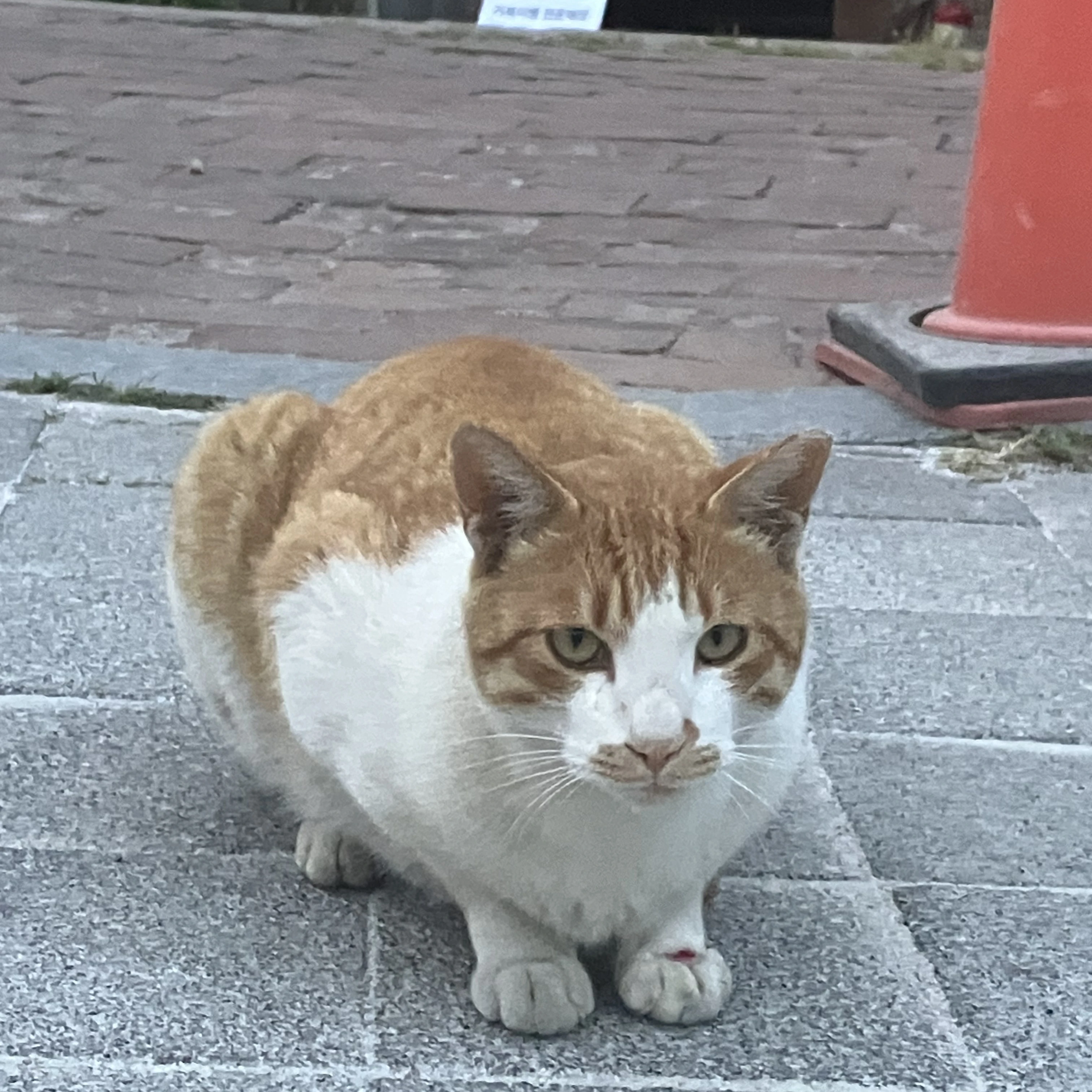 평해뽀뽀