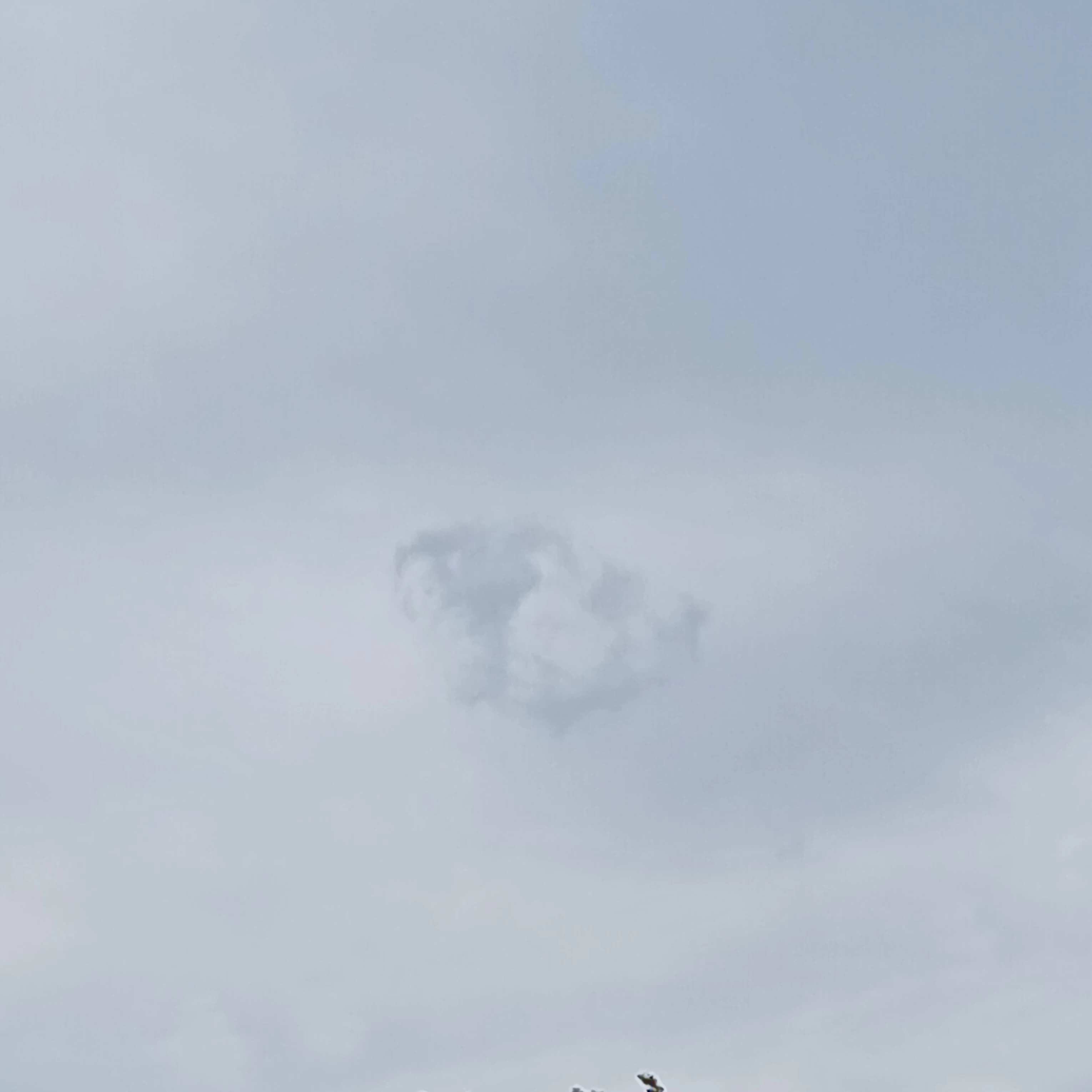 진정현